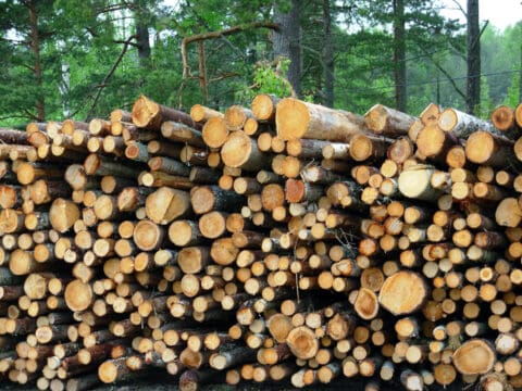 bosbouw houtstapel